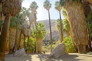 Palm Springs Attractions - Top 20 - PalmSprings.com