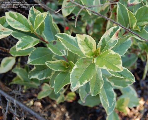 Plant Identification: CLOSED: Low shrub with pink/purple tuft flowers, 1 by growin