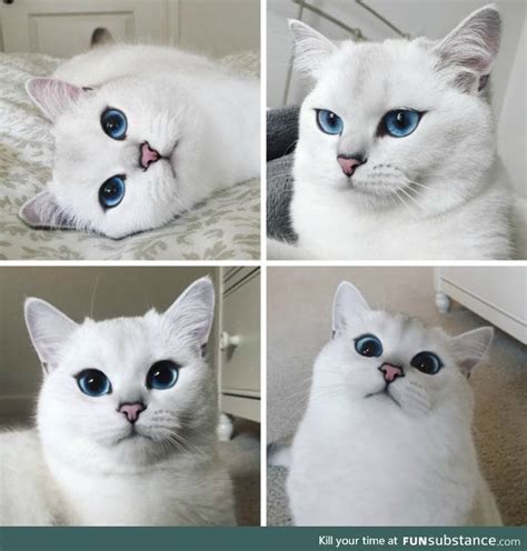 This Cat Has a Better Eyeliner Than You'll Ever Have in Your Entire Life - FunSubstance