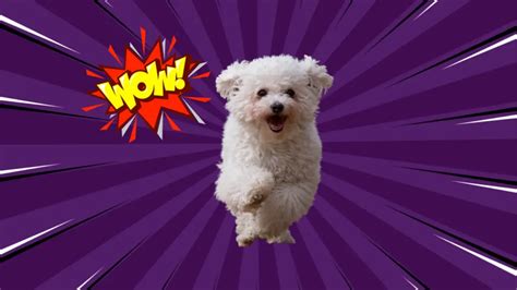 How Fast Can the Bichon Frise Run?