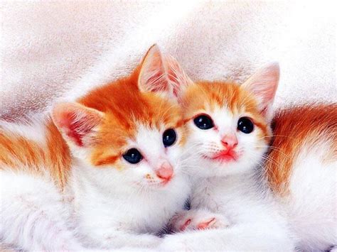 Wallpapers He Wallpapers: cute cats wallpapers