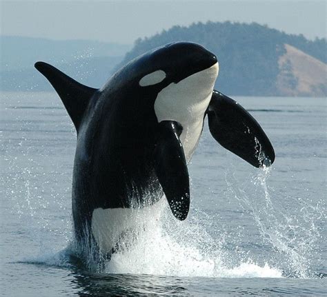 Pin on #Gefällt mir...Orcas / Killer Wale