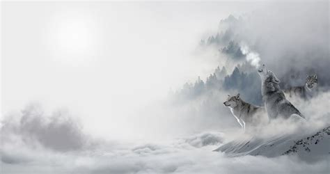 HD wallpaper: pack, wolf, wolves, animal, wild, winter, ice, snow ...