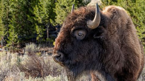 Video shows giant bison reducing Yellowstone boardwalk to splinters ...