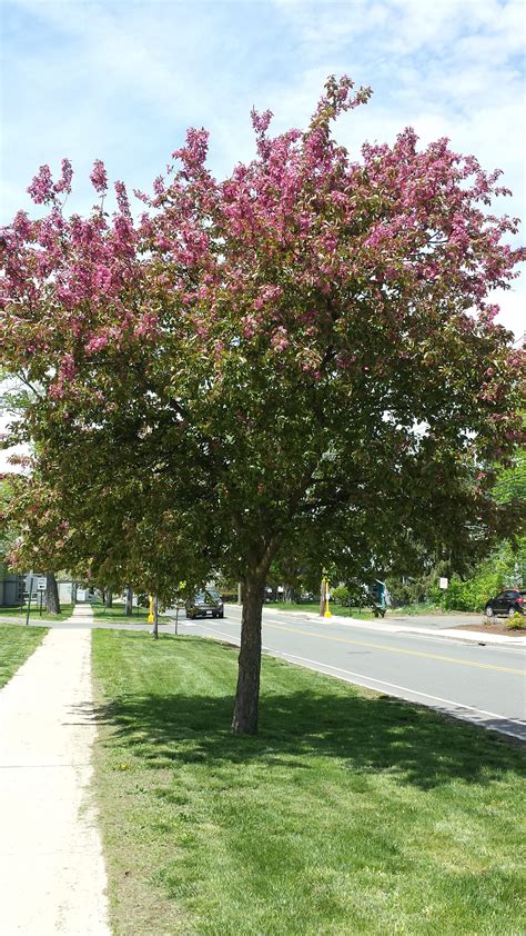 What Are Those Flowering Trees/Bushes I Drive By Every Day?