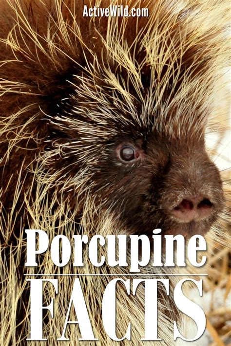 Porcupine Facts, Species, Diet, Habitat, Fun Facts On Porcupines in 2021 | Animal facts for kids ...