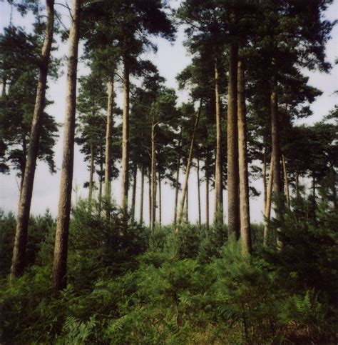 Thetford Forest 2 | Thetford forest, Woodland art, Forest