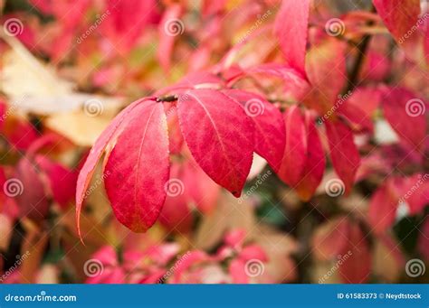 Pink autumnal leaves stock image. Image of grove, purple - 61583373