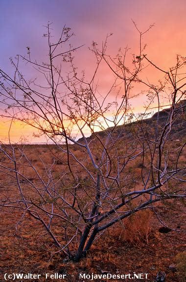 Mojave Desert Shrubs - Desert Plants