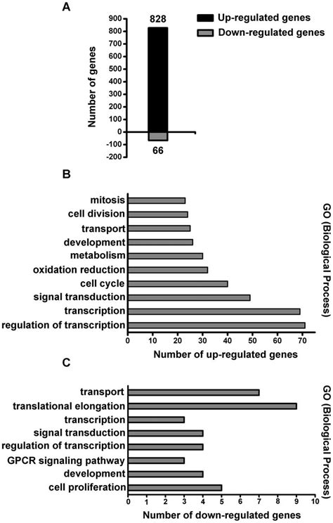 Profiling of GDF15 regulated gene expression. (A) Overall... | Download Scientific Diagram