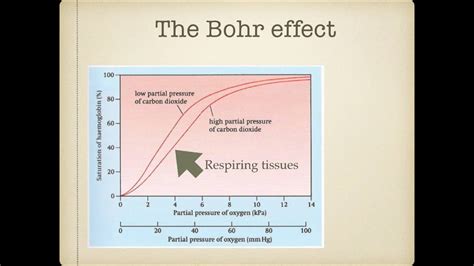 As level. G.6 Transport of carbon dioxide and Bohr effect (Ms Cooper ...