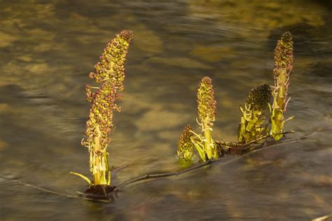 Butterbur,early bloomer,common butterbur,flowers,wild plant - free ...