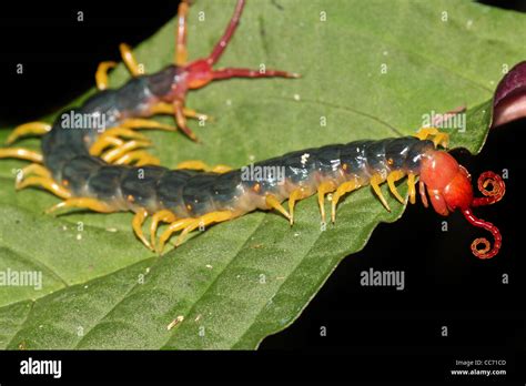 The extremely venomous Giant Centipede of the Peruvian Amazon These guys have been known to ...