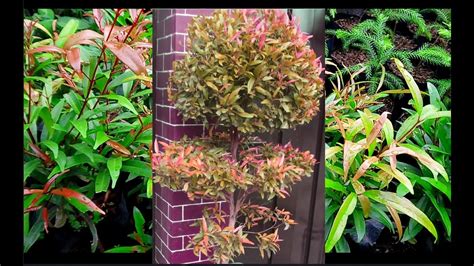 How Eugenia Plant Grow and Propagate - YouTube