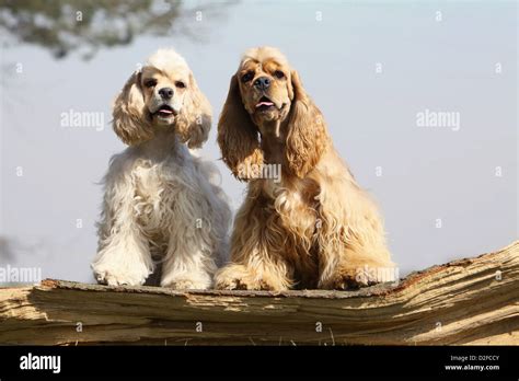 Dog American Cocker Spaniel adults different colors (cream and golden ...