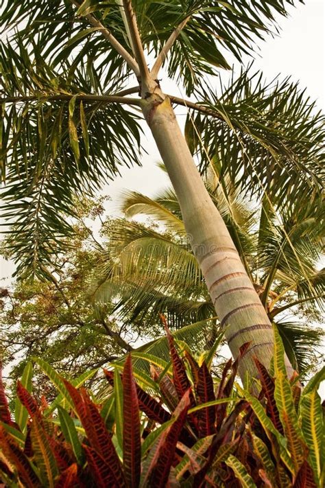 Tropical Foliage stock image. Image of flora, green, tropics - 18947163