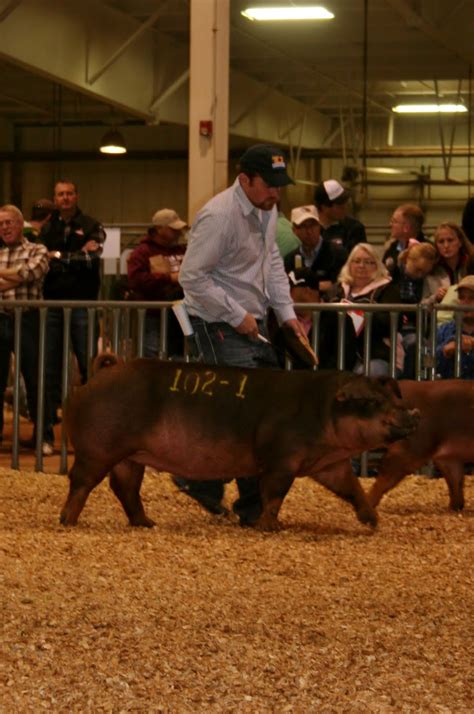 National Swine Registry: 2011 NSR Fall Classic Duroc Breeding Results