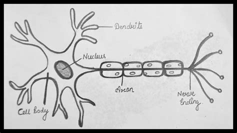 Neuron Diagram || Diagram Of A Neuron || How To Draw A Neuron Step By Step For Beginners - YouTube