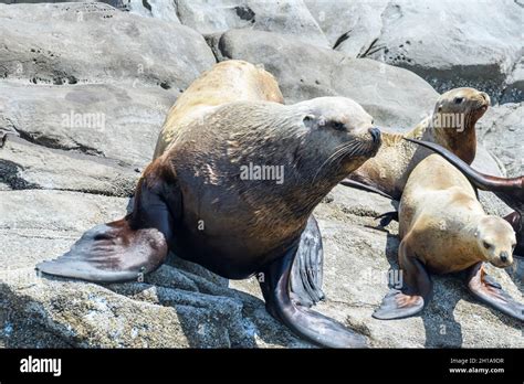 Female Steller Sea Lion and pups, Eumetopias jubatus, Salish Sea, British Columbia, Canada ...