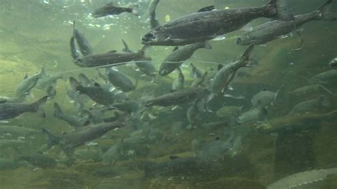 Europe's migratory freshwater fish population falls by 93% in 50 years ...