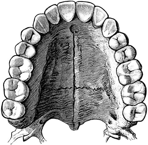 Pin by Lutz Marx on Mir2 | Dental anatomy, Teeth art, Dentist art