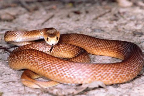 Top 10 Venomous Snakes Of Australia - Reptiles Magazine