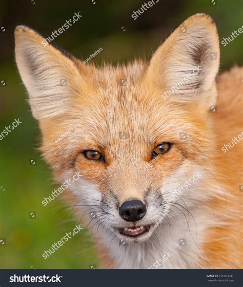 Red Fox Face Shot - Close Up Stock Photo 125823341 : Shutterstock