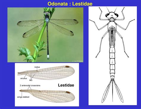 PPT - Order Odonata PowerPoint Presentation, free download - ID:5396097