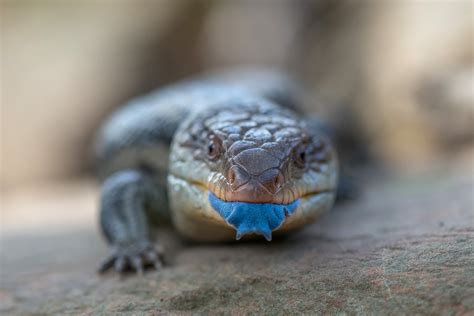 Blotched Blue-Tongued Lizard | Sean Crane Photography