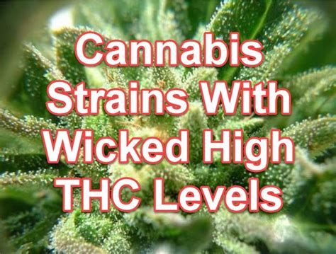 Cannabis Strains With Wicked High THC Levels