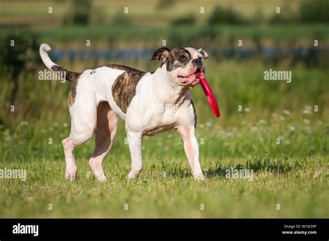 White brindle American Bulldog fetching a frisbee Stock Photo - Alamy