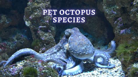 Freshwater Octopus Pet