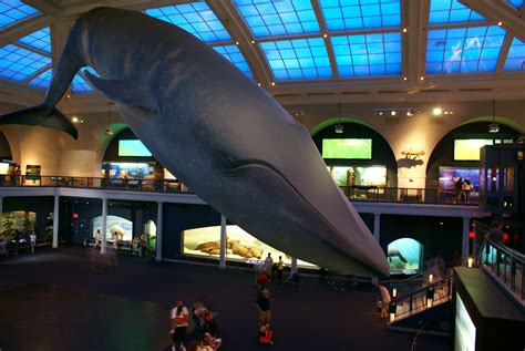 File:Blue Whale Nat'l Hist Museum.JPG - Wikimedia Commons