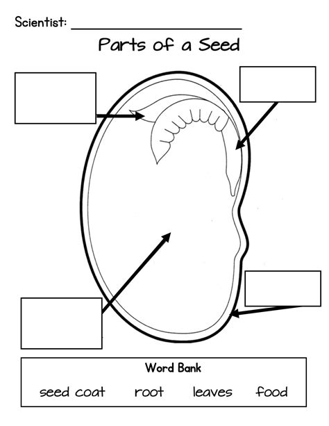 Jack and the Beanstalk | Parts of a seed, Plant life cycle, Jack and ...