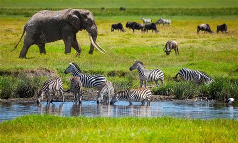 7 Days Tanzania Wildlife Safari | Tanzania Wildlife Safari