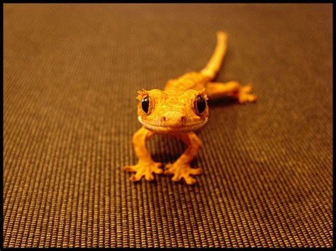 Crested Gecko Wallpapers - Top Free Crested Gecko Backgrounds - WallpaperAccess