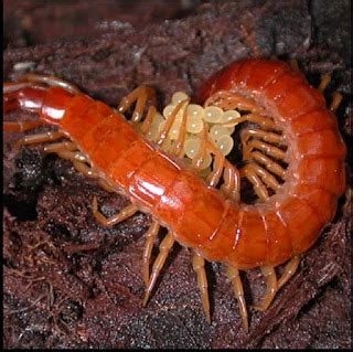 What is an Arthropod - Characteristics and examples of arthropods - Ency123