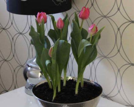 Indoor Potted Bulbs - Tulips