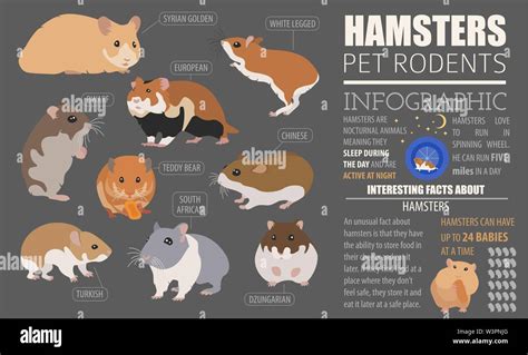 Hamster breeds icon set flat style isolated on white. Pet rodents ...