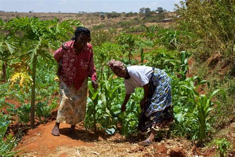 Sustainable Farming in Africa