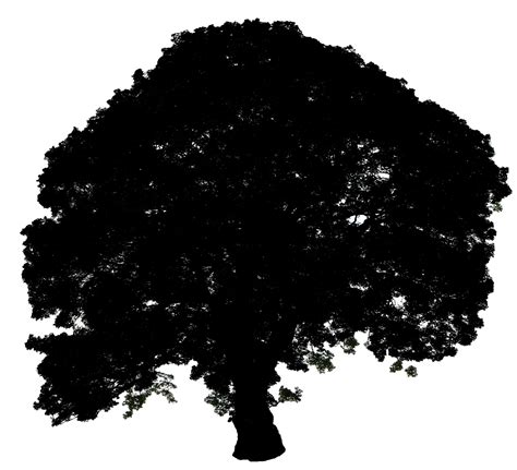 Tree Silhouette Free Stock Photo - Public Domain Pictures