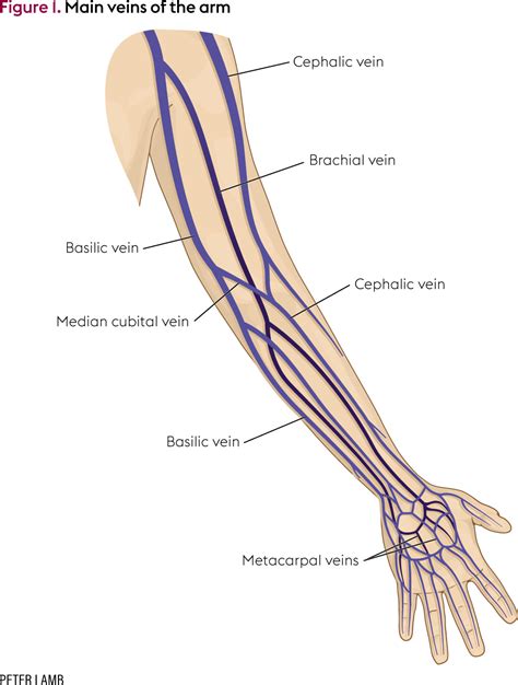 Veins Of The Arm