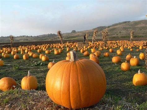 Half Moon Bay Art and Pumpkin Festival - Alchetron, the free social encyclopedia