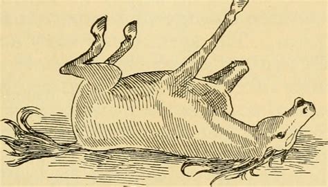 Image from page 32 of "Dr. Lesure's warranted veterinary r… | Flickr