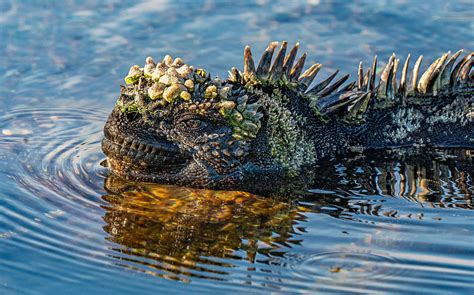 Salt Water Iguana Portrait • Marko Dimitrijevic Photography