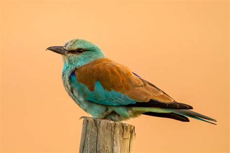 (European) Roller (Coracias garrulus)