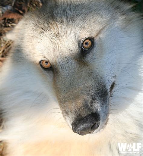 Wolf Conservation Center on Twitter | Wolf conservation center, Wolf ...