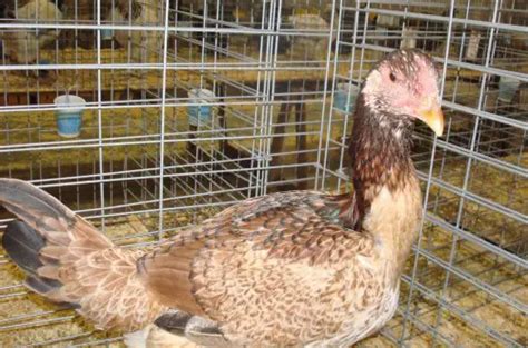 Malay Chicken Breed - The Complete Guide - ChickenMag