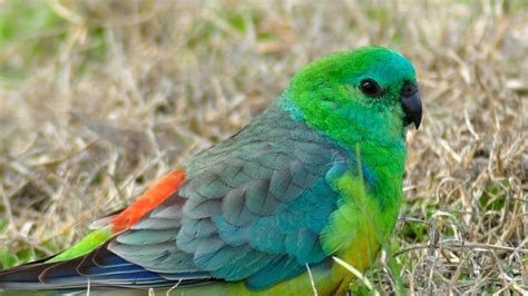 Male Red-rumped Parrot Photo by Arthur Carpio — National Geographic Your Shot | Parrot, Pet ...