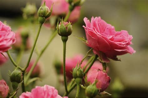 Pruning Shrubs & Evergreens – Bradford Greenhouses Garden Gallery